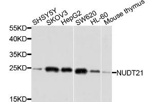 Western blot analysis of extracts of various cell lines, using NUDT21 antibody.