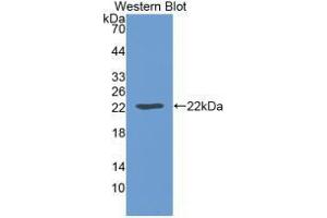 Western blot analysis of recombinant Mouse LEP. (Leptin antibody  (AA 22-167))