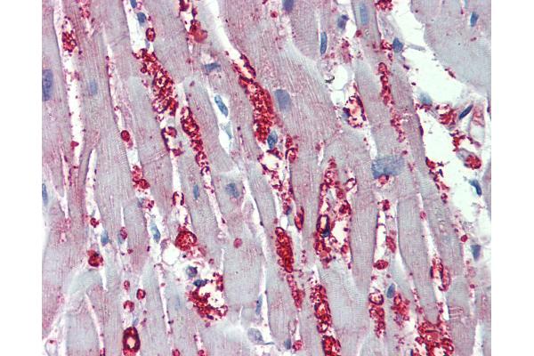 alpha 1 Adrenergic Receptor antibody  (AA 206-270)