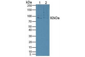 Figure. (Sortilin 1 antibody  (AA 50-320))
