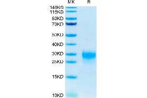 SDS-PAGE (SDS) image for Thymic Stromal Lymphopoietin (TSLP) (AA 29-159), (R127A), (R130A) protein (His-Avi Tag) (ABIN7275807)