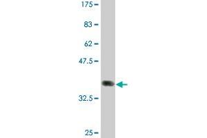 Western Blot detection against Immunogen (37. (FCGR2B antibody  (AA 45-154))