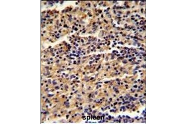 ALKBH8 antibody  (C-Term)