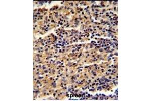 Formalin-fixed and paraffin-embedded human spleen reacted with ALKBH8 Antibody (C-term), which was peroxidase-conjugated to the secondary antibody, followed by DAB staining. (ALKBH8 antibody  (C-Term))