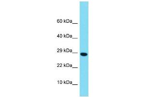 Western Blotting (WB) image for anti-H2B Histone Family, Member M (H2BFM) (Middle Region) antibody (ABIN2438249) (H2bfm antibody  (Middle Region))