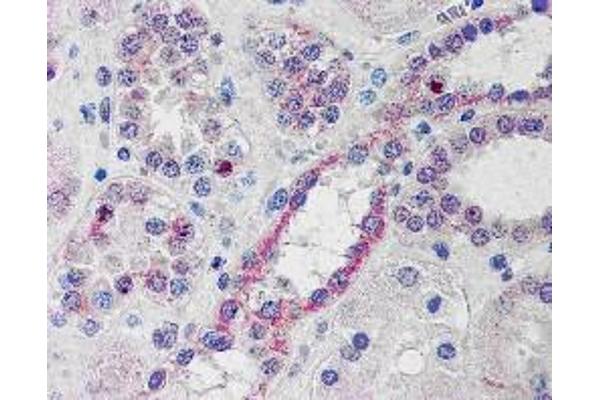 NOXO1 antibody  (C-Term)