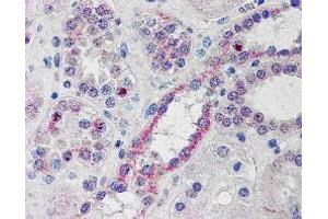 ABIN185195 (10µg/ml) staining of paraffin embedded Human Kidney. (NOXO1 antibody  (C-Term))