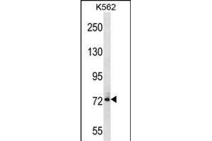 DNAI1 Antibody (N-term) (ABIN1539653 and ABIN2848458) western blot analysis in K562 cell line lysates (35 μg/lane).
