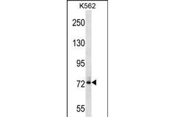 DNAI1 anticorps  (N-Term)