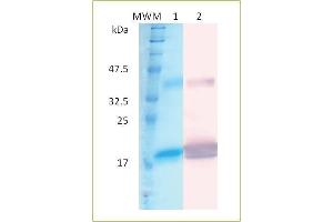 SDS-PAGE and Western blot analysis of human recombinant IFN-alpha- 2a. (IFN alpha 2a Protein)