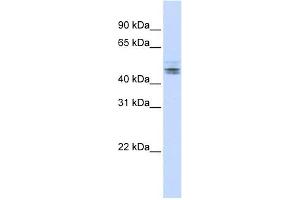 RDBP antibody used at 1 ug/ml to detect target protein.
