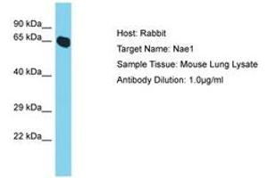Image no. 1 for anti-NEDD8 Activating Enzyme E1 Subunit 1 (NAE1) (AA 308-357) antibody (ABIN6750418)