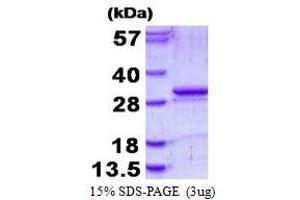 Image no. 1 for Kallikrein 5 (KLK5) protein (His tag) (ABIN6386993) (Kallikrein 5 Protein (KLK5) (His tag))