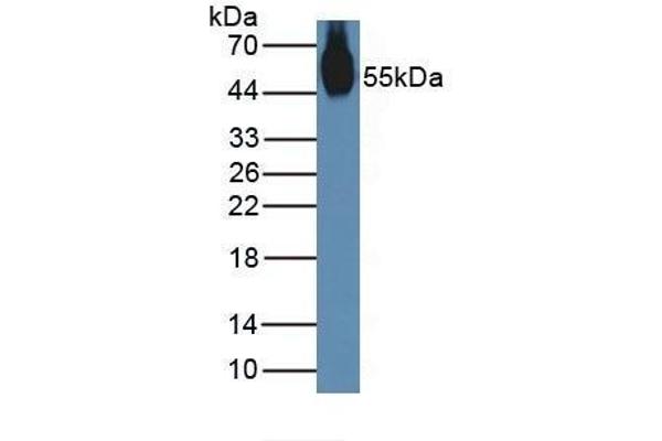 NUCB2 antibody  (AA 25-420)