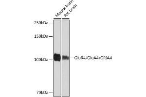 Western blot analysis of extracts of various cell lines, using GluR4/Glu/GRIRabbit mAb (593) at 1:1000 dilution. (GRIA4 antibody)