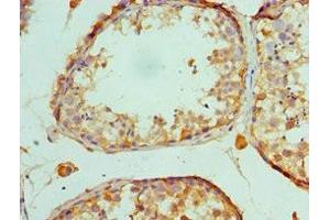 Immunohistochemistry of paraffin-embedded human testis tissue using ABIN7150716 at dilution of 1:100 (MAP2K5 antibody  (AA 1-190))