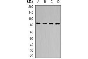 Western blot analysis of TLE1 expression in MCF7 (A), HT29 (B), mouse liver (C), mouse brain (D) whole cell lysates. (TLE1 antibody)