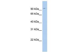 TMF1 antibody used at 0. (TMF1 antibody  (N-Term))