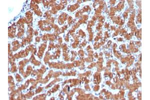 Formalin-fixed, paraffin-embedded human Liver stained with Cytochrome C Recombinant Rabbit Monoclonal Antibody (CYCS/3128R).