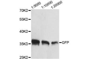 Western blot analysis of over-expressed GFP fusion protein in 293 cell using GFP-Tag antibody. (GFP antibody  (AA 1-100))