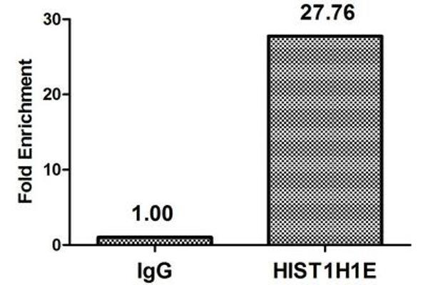 HIST1H1E antibody