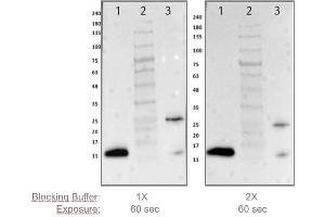 Western Blotting (WB) image for Blocking Buffer for Fluorescent Western Blotting (ABIN925618)