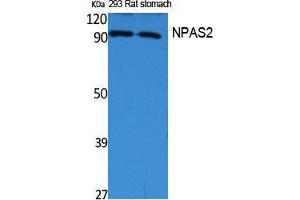 Western Blotting (WB) image for anti-Neuronal PAS Domain Protein 2 (NPAS2) (Internal Region) antibody (ABIN3178079) (NPAS2 antibody  (Internal Region))