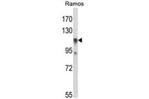Western blot analysis of C11orf30 Antibody (N-term) in Ramos cell line lysates (35µg/lane).