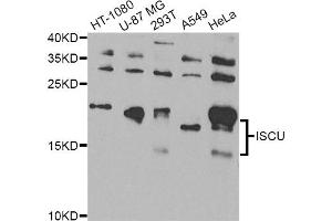 Western blot analysis of extracts of various cell lines, using ISCU Antibody. (ISCU antibody)