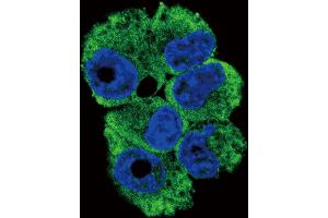 Confocal immunofluorescent analysis of TR Antibody (N-term) 6545a with NCI- cell followed by Alexa Fluor 488-conjugated goat anti-rabbit lgG (green). (CD40 Ligand antibody  (N-Term))