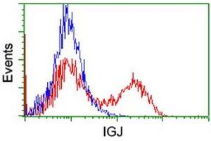 HEK293T cells transfected with either RC207932 overexpress plasmid (Red) or empty vector control plasmid (Blue) were immunostained by anti-IGJ antibody (ABIN2455471), and then analyzed by flow cytometry. (IGJ antibody)