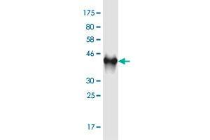 Western Blot detection against Immunogen (41. (C9orf169 antibody  (AA 1-144))