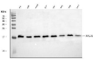Western blot analysis of RPL32 using anti-RPL32 antibody (ABIN7602916).