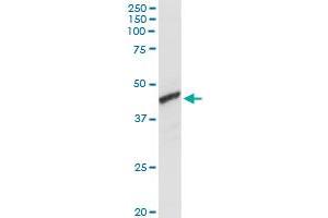 ADH1C MaxPab rabbit polyclonal antibody. (ADH1C antibody  (AA 1-375))