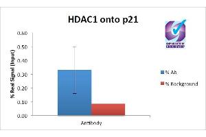 ChIP of 2ug ABIN987284 with MCF7 chromatin using the Chromatrap® spin column sonication kit (Protein G) measuring H3 enrichment onto the p21 locus. (HDAC1 antibody  (AA 385-396))