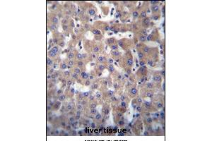 GGT2 Antibody (N-term) (ABIN656774 and ABIN2845993) immunohistochemistry analysis in formalin fixed and paraffin embedded human liver tissue followed by peroxidase conjugation of the secondary antibody and DAB staining. (gGT2 antibody  (N-Term))