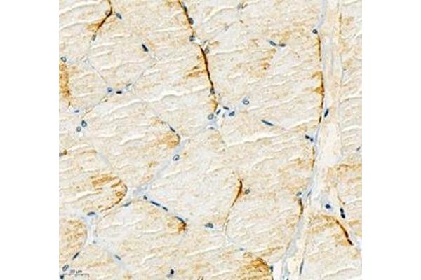KCNH5 antibody