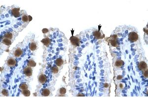 Human Intestine (ZNF70 antibody  (N-Term))