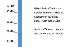 Western Blotting (WB) image for anti-Lysozyme (LYZ) (C-Term) antibody (ABIN2788394) (LYZ antibody  (C-Term))