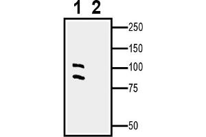 1.