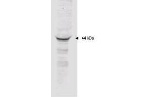 Image no. 1 for anti-Mitogen-Activated Protein Kinase-Activated Protein Kinase 2 (MAPKAPK2) (AA 310-325) antibody (ABIN199913) (MAPKAP Kinase 2 antibody  (AA 310-325))