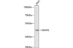 Western blot analysis of extracts of 293T cells using ADAP2 Polyclonal Antibody at dilution of 1:3000. (ADAP2 antibody)