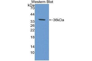 Western Blotting (WB) image for anti-Epidermal Growth Factor Receptor (EGFR) (AA 888-1210) antibody (ABIN1858694) (EGFR antibody  (AA 888-1210))