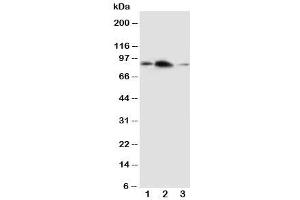 Western blot testing of APLP2 antibody and Lane 1:  rat brain (APLP2 antibody  (C-Term))