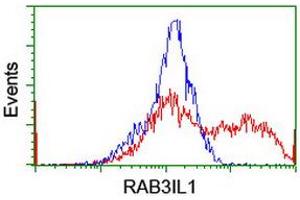Image no. 2 for anti-RAB3A Interacting Protein (Rabin3)-Like 1 (RAB3IL1) antibody (ABIN1498513) (RAB3IL1 antibody)