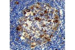 RPS6 antibody immunohistochemistry analysis in formalin fixed and paraffin embedded human tonsil tissue. (RPS6 antibody  (AA 220-249))