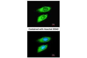 ICC/IF Image Immunofluorescence analysis of methanol-fixed HeLa, using MIF, antibody at 1:200 dilution. (MIF antibody)