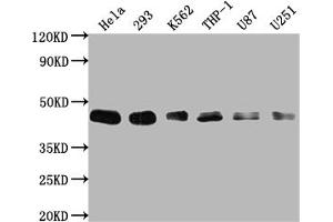 Western Blot Positive WB detected in: Hela whole cell lysate, 293 whole cell lysate, K562 whole cell lysate, THP-1 whole cell lysate, U87 whole cell lysate, U251 whole cell lysate All lanes: BMI1 antibody at 1:2000 Secondary Goat polyclonal to rabbit IgG at 1/50000 dilution Predicted band size: 37 kDa Observed band size: 45 kDa (Recombinant BMI1 antibody)