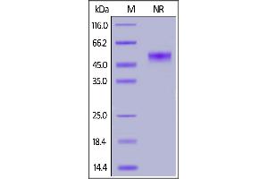 Human CD40 Ligand, His,Flag Tag (active trimer) (MALS verified) on  under ing (NR) condition.