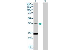 Western Blot analysis of TNNT2 expression in transfected 293T cell line by TNNT2 MaxPab polyclonal antibody. (Cardiac Troponin T2 antibody  (AA 1-295))